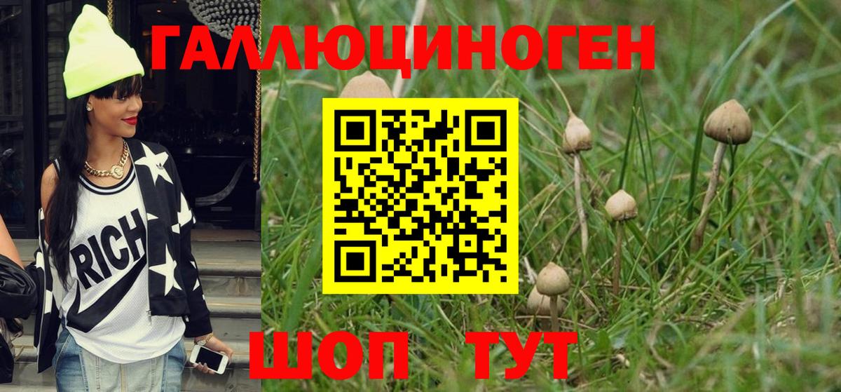 Псилоцибиновые грибы Psilocybine cubensis Мурино
